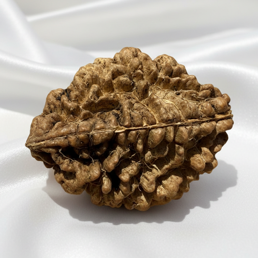 2 Mukhi Rudraksha Pendant — Sacred Unity Bead for Love and Emotional Harmony
