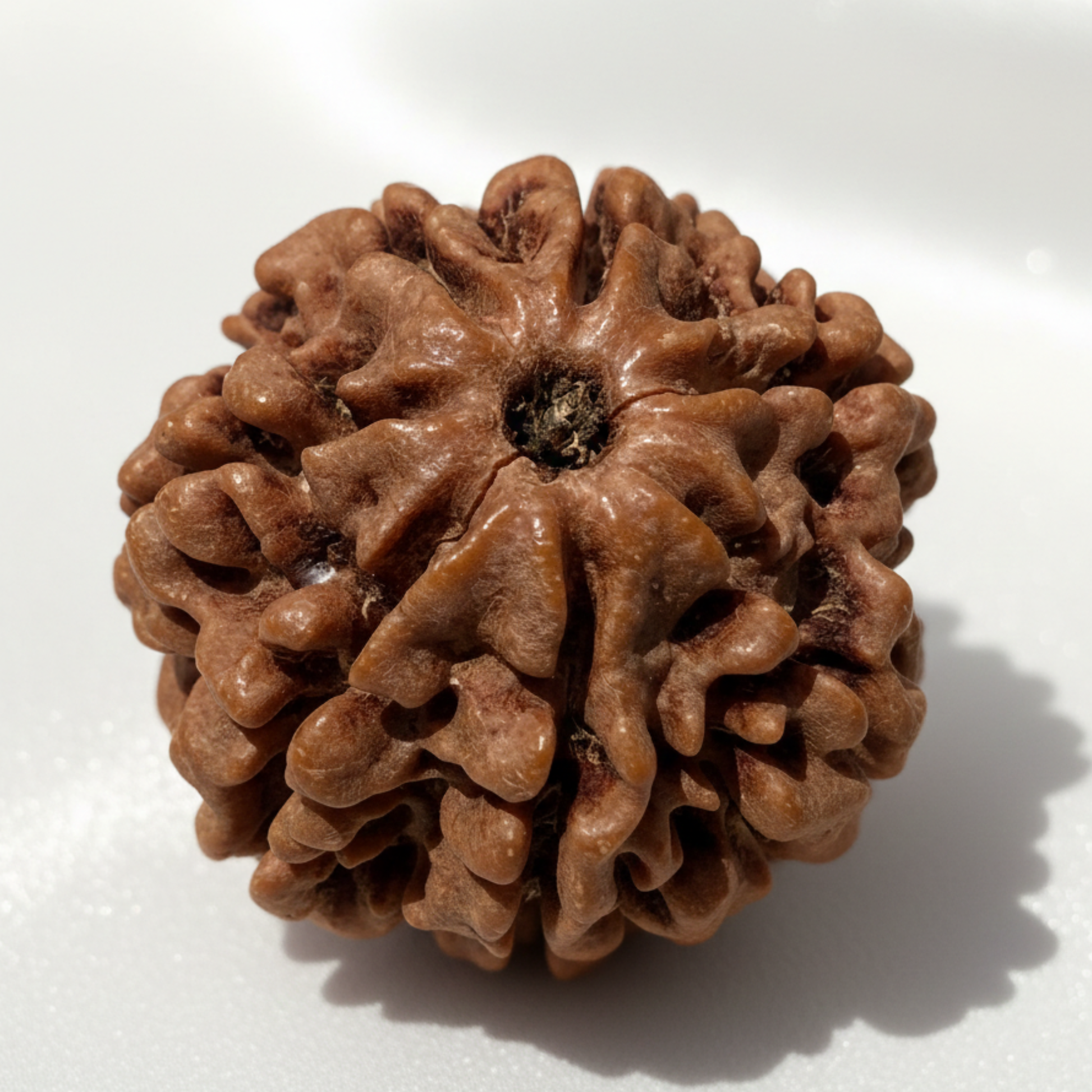 7 Mukhi Rudraksha Pendant — Sacred Abundance Bead for Prosperity, Wealth and Goddess Lakshmi