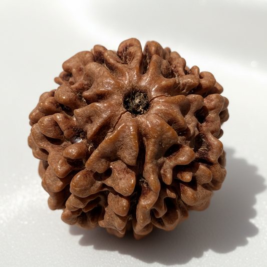 7 Mukhi Rudraksha Pendant — Sacred Abundance Bead for Prosperity, Wealth and Goddess Lakshmi
